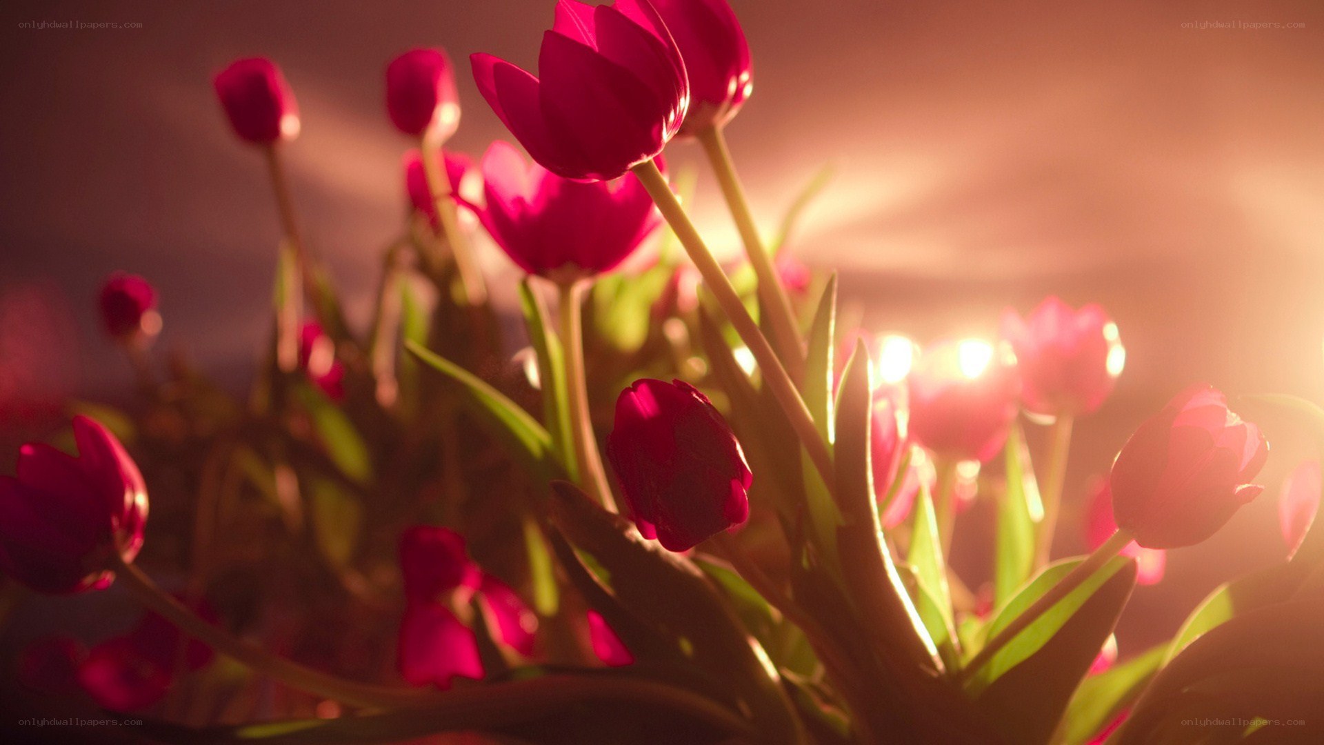 tulips in golden light