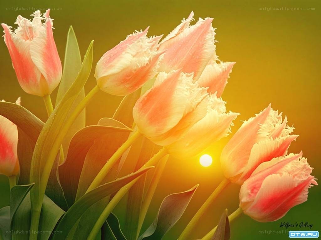 tulips in golden light