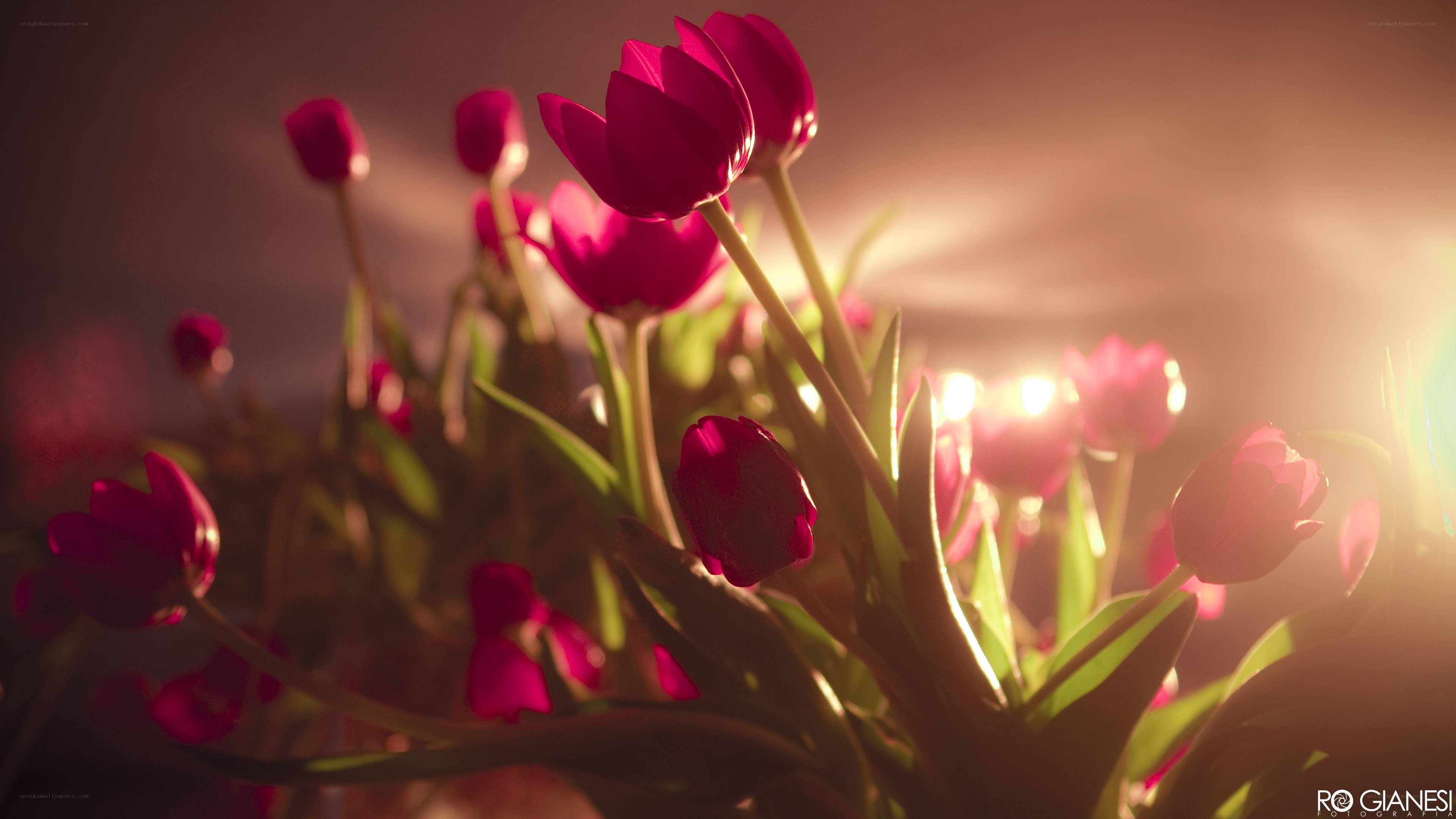 Tulips in golden light