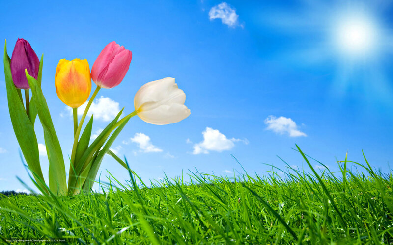Tulips in Grass — Green, Serene, Afternoon