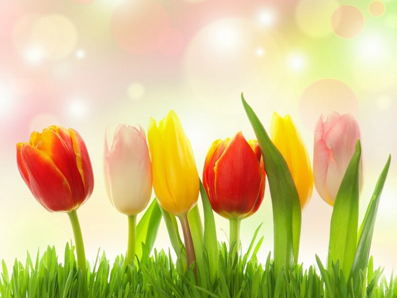 Tulips in Grass — Green, Serene