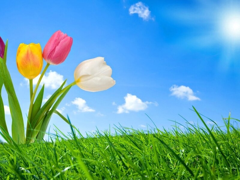 Tulips in Grass
