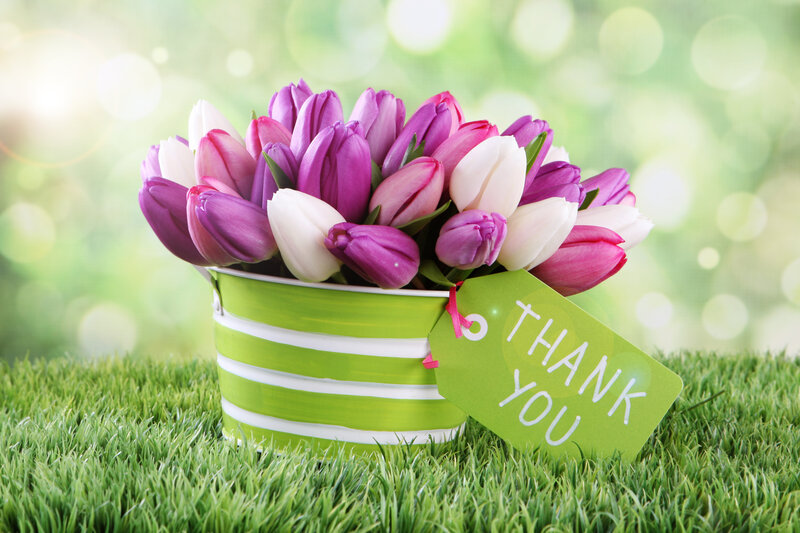 Tulips in Green Bucket — Serene