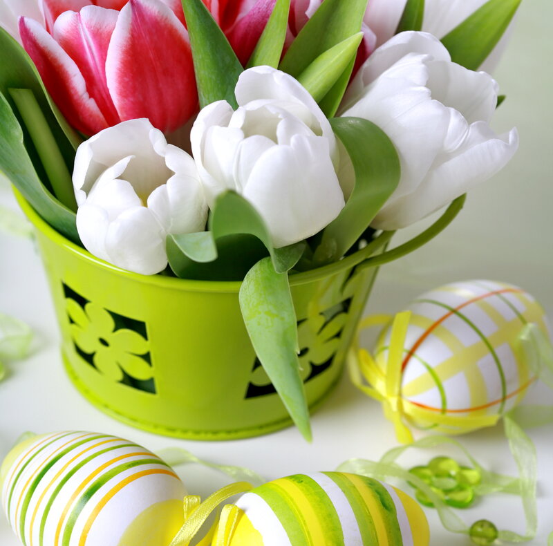 Tulips in Green Bucket
