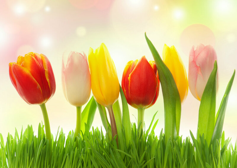 Tulips in Green Grass — Bright