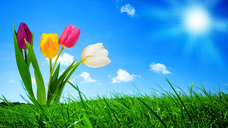 Tulips in Green Grass — Serene