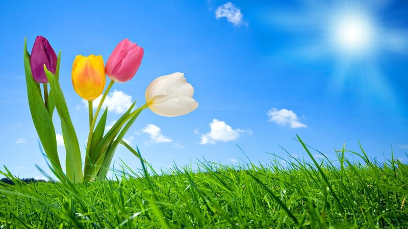 Tulips in Green Grass