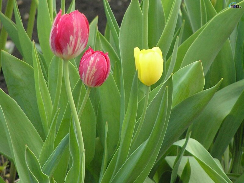 Tulips in Green Leaves