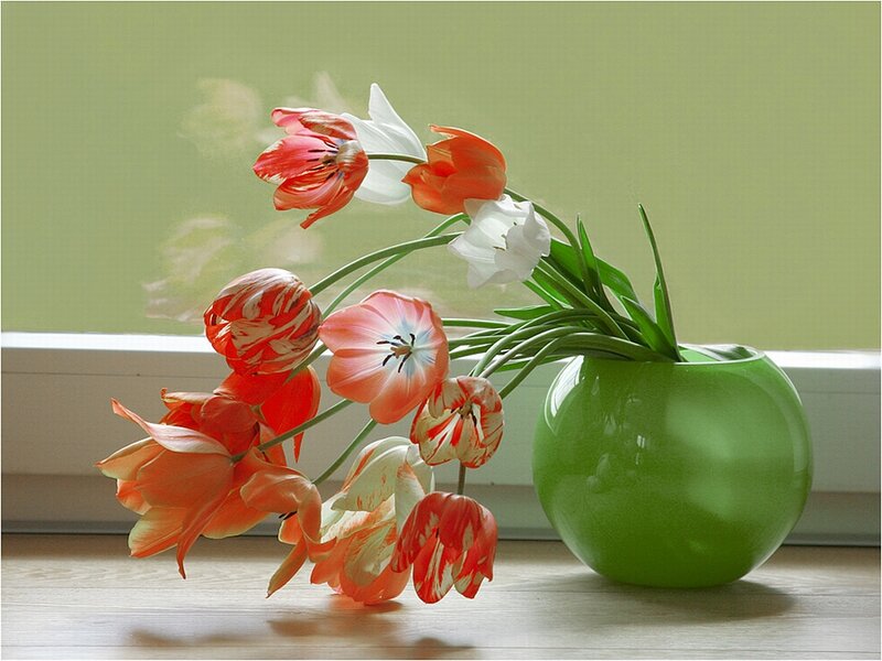 Tulips in Green Vase — Calm