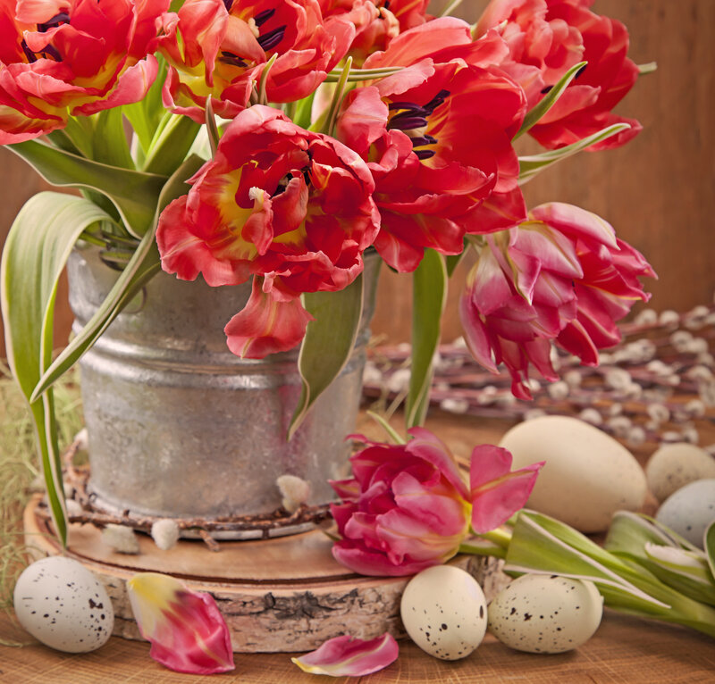 Tulips in Metal Bucket