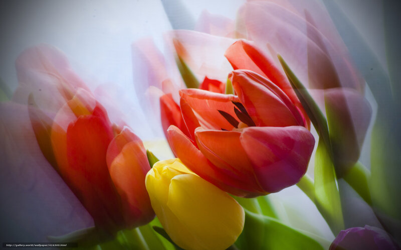 Tulips in Motion