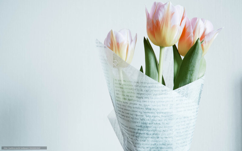 tulips in paper wrap