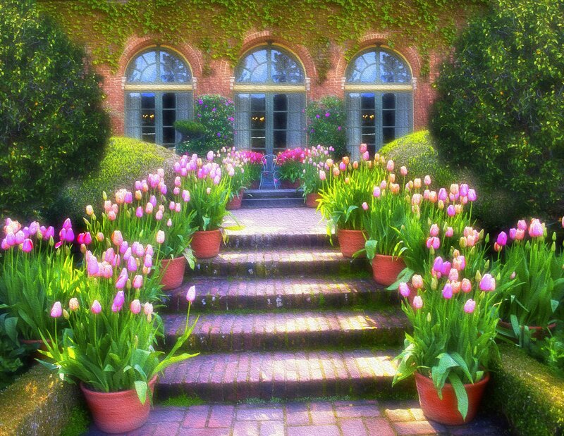 Tulips in Pots — Pink