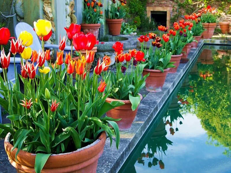 Tulips in Pots — Red