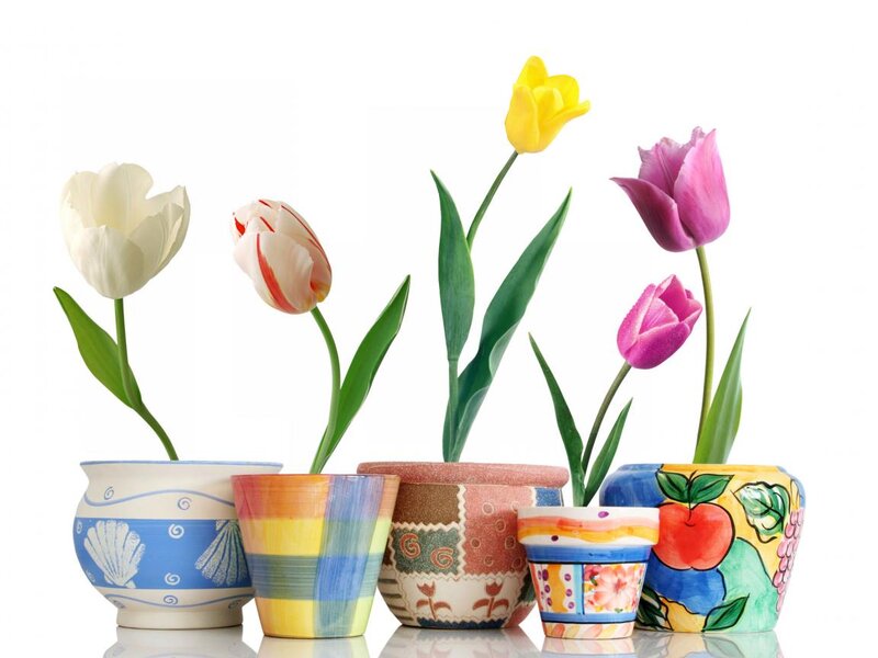 Tulips in Pots