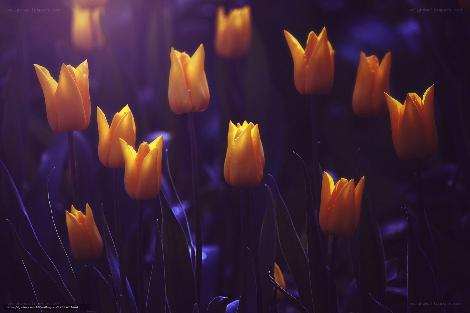 Tulips in purple light