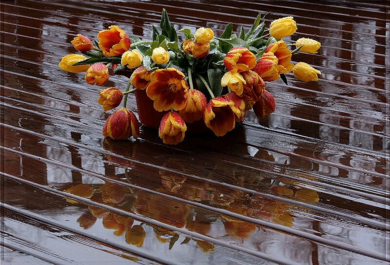 Tulips in Rain Puddle