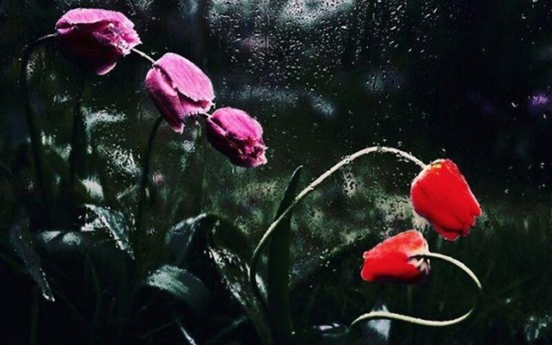 Tulips in Rain — Red