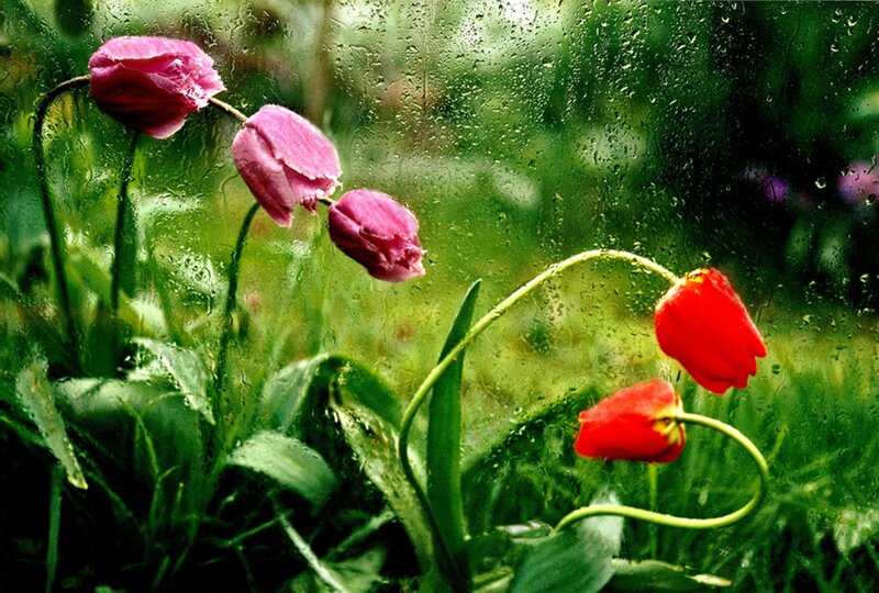 Tulips in Rain