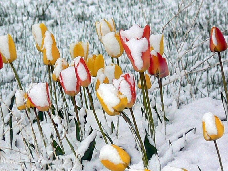 Tulips in Snow