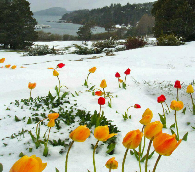 Tulips in Snow — Yellow