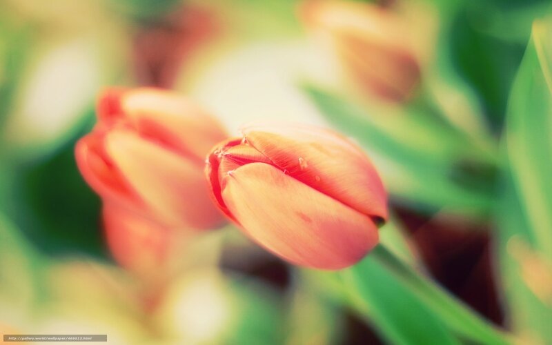Tulips in soft focus