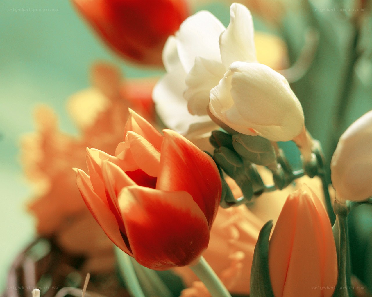 Tulips in soft focus
