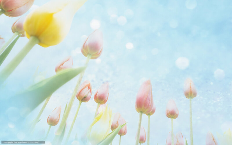 Tulips in soft light