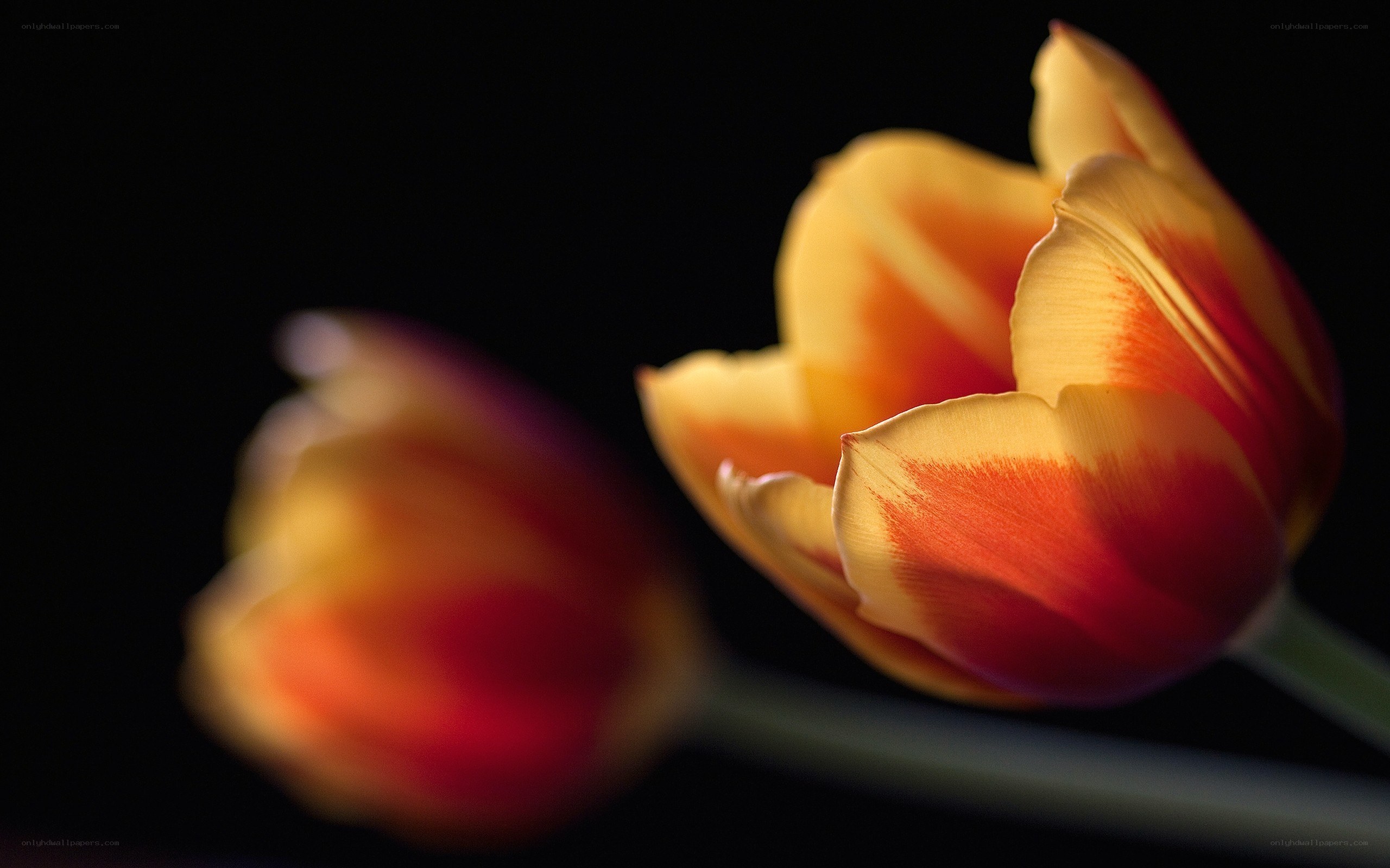 Tulips in soft light