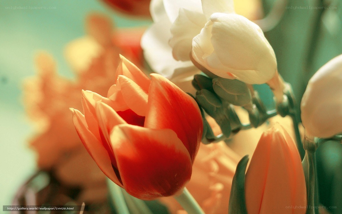 tulips in soft light