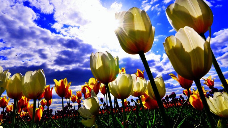 Tulips in Sunlight
