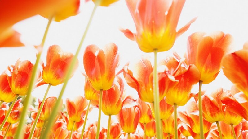 tulips in sunlight