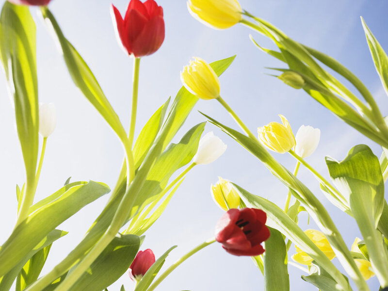 Tulips in Sunlight — Red
