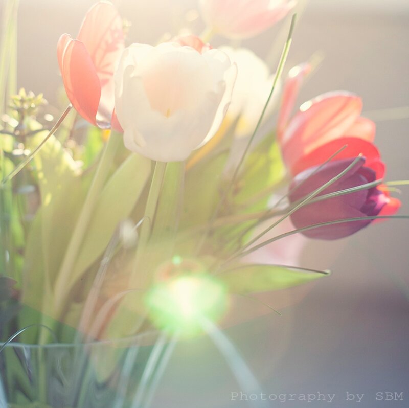 Tulips in Sunlight — White
