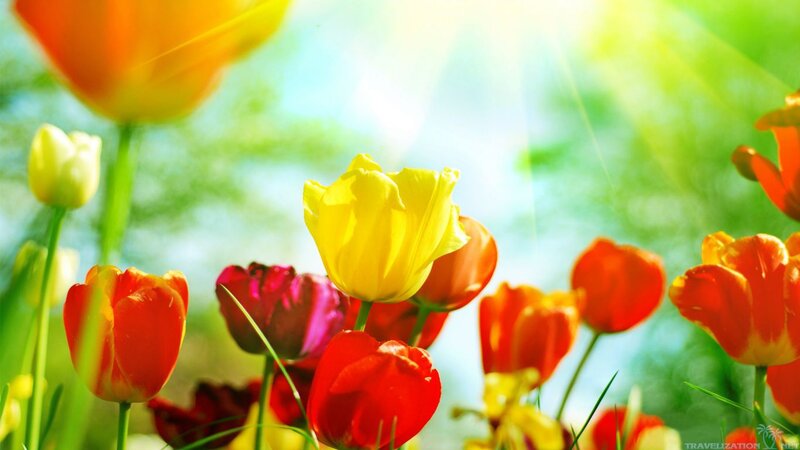 Tulips in Sunlight — Yellow