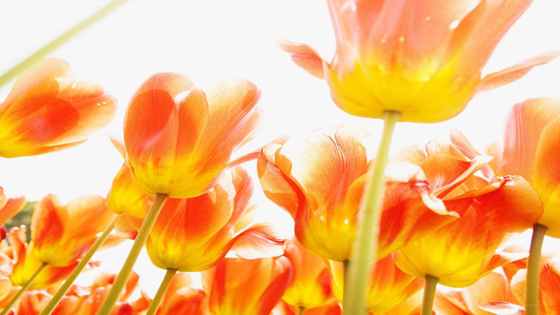 tulips in sunlight