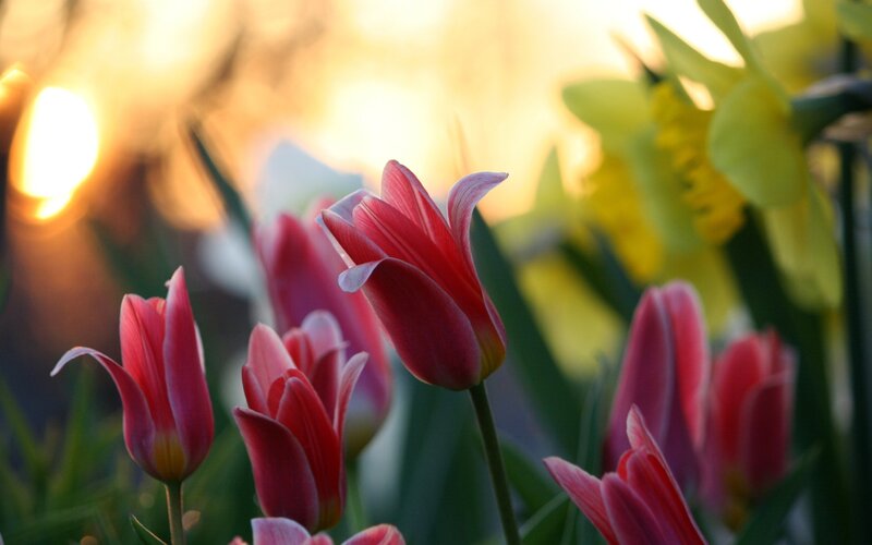 tulips in sunset light