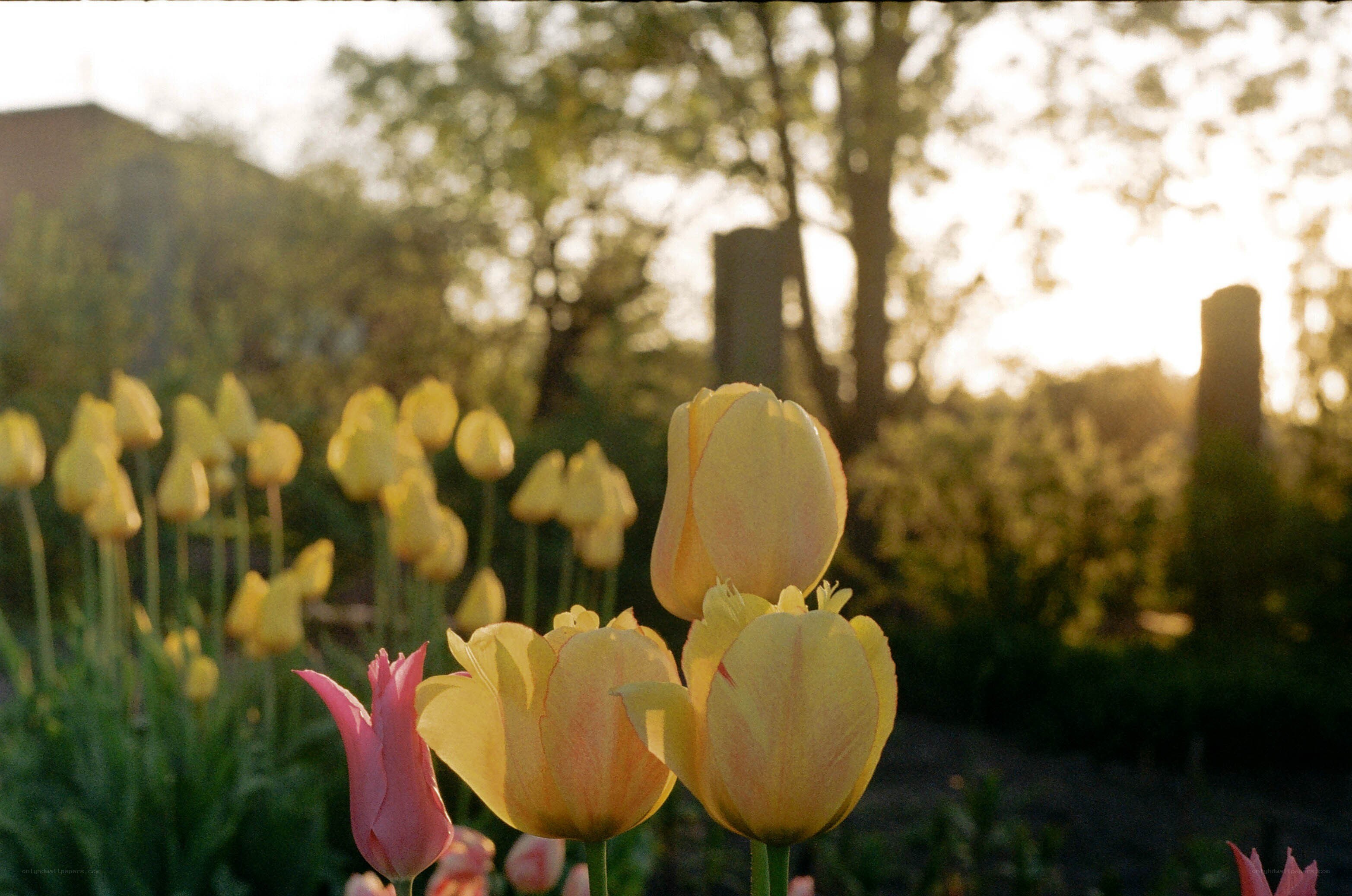 Tulips in the evening light