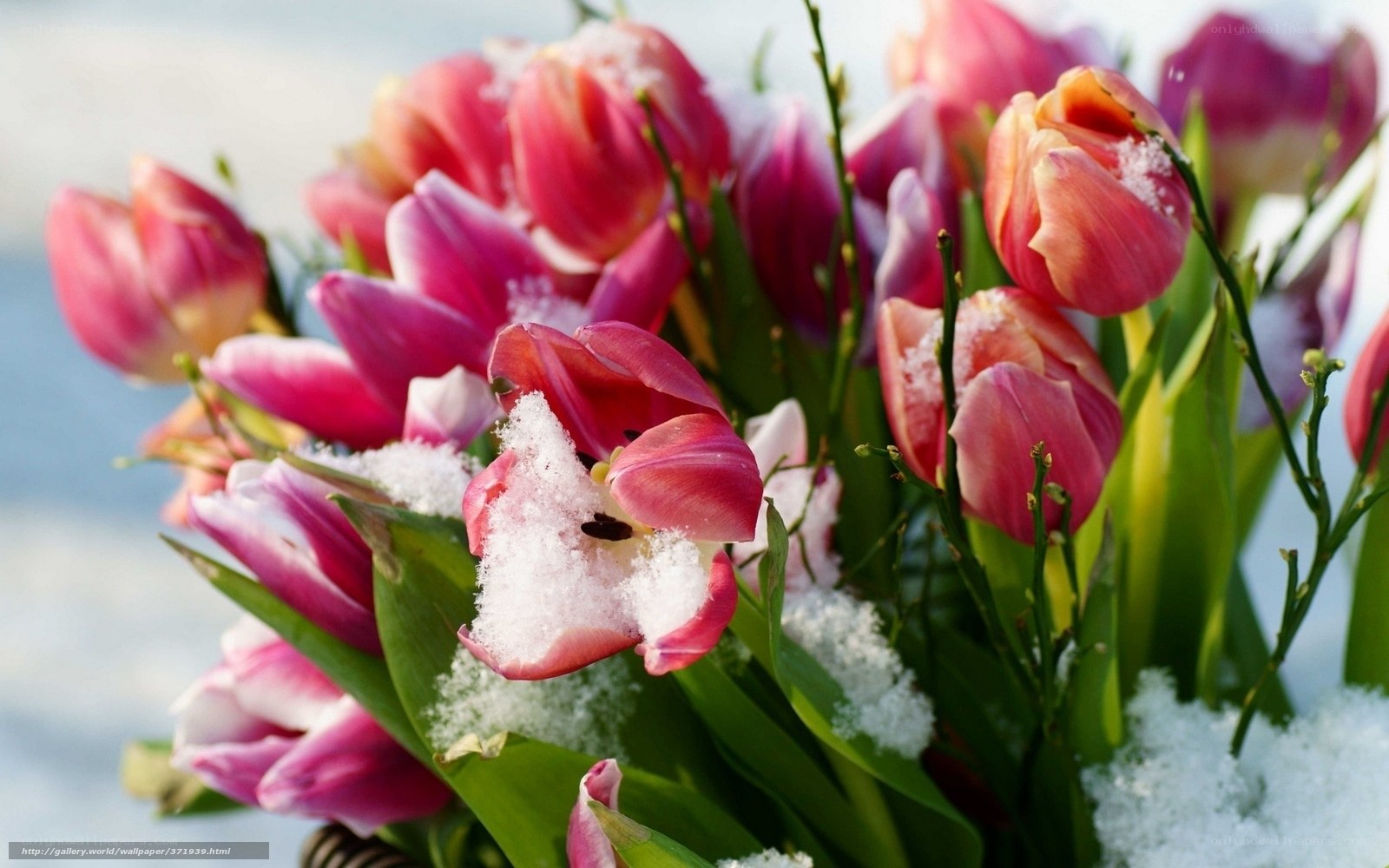 Tulips in the snow