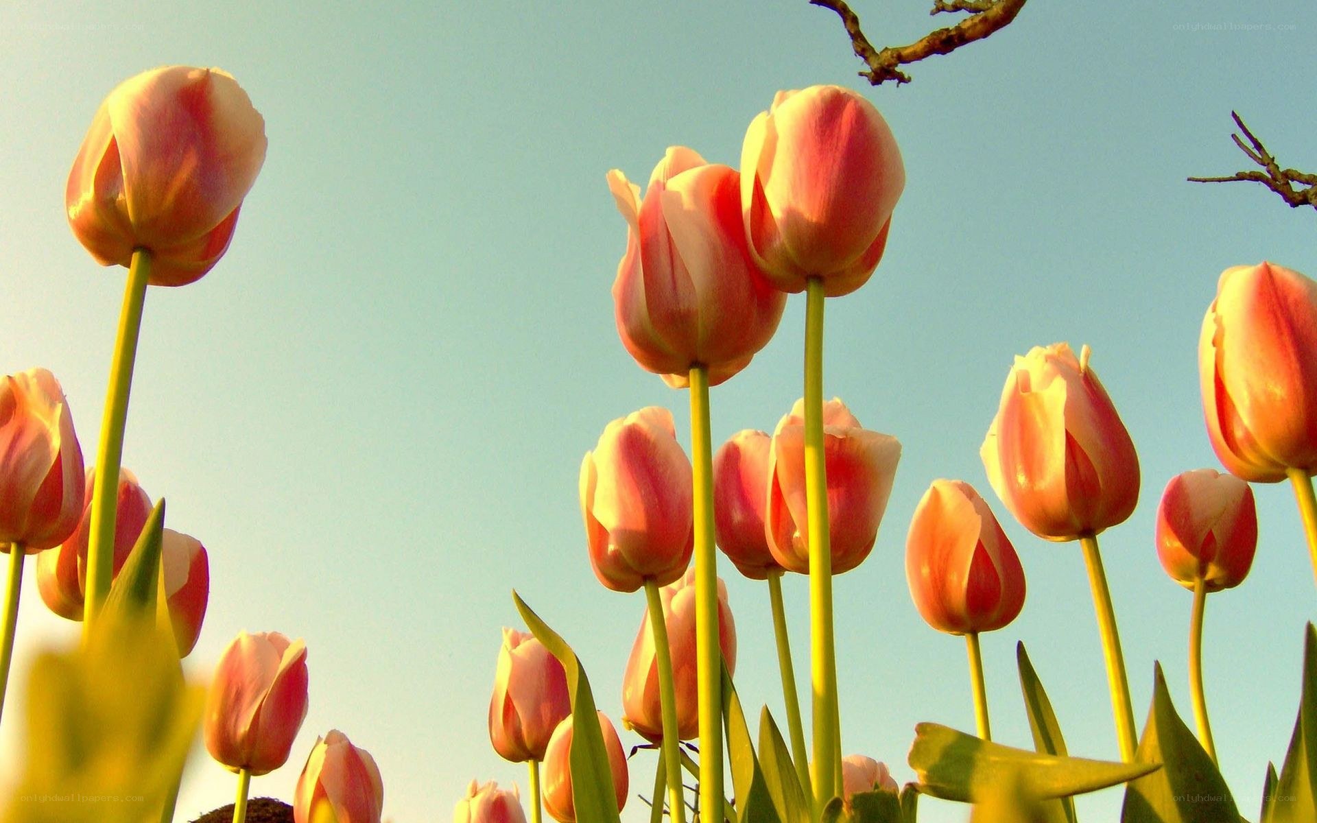 tulips in the sunlight