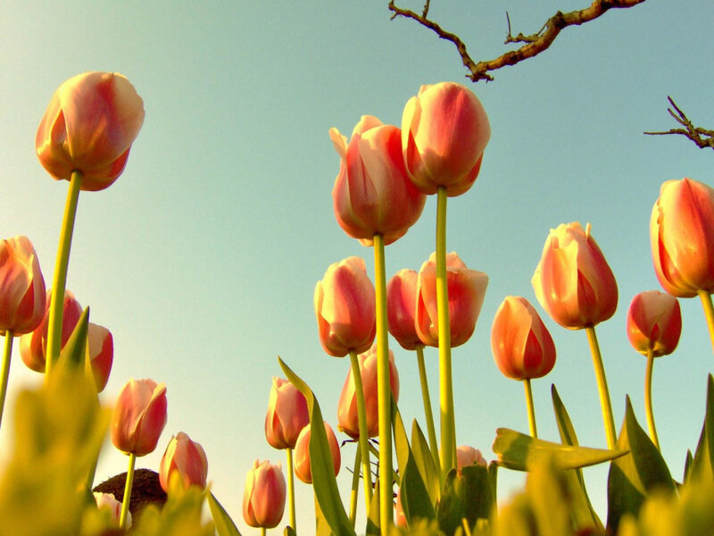 tulips in the sunlight