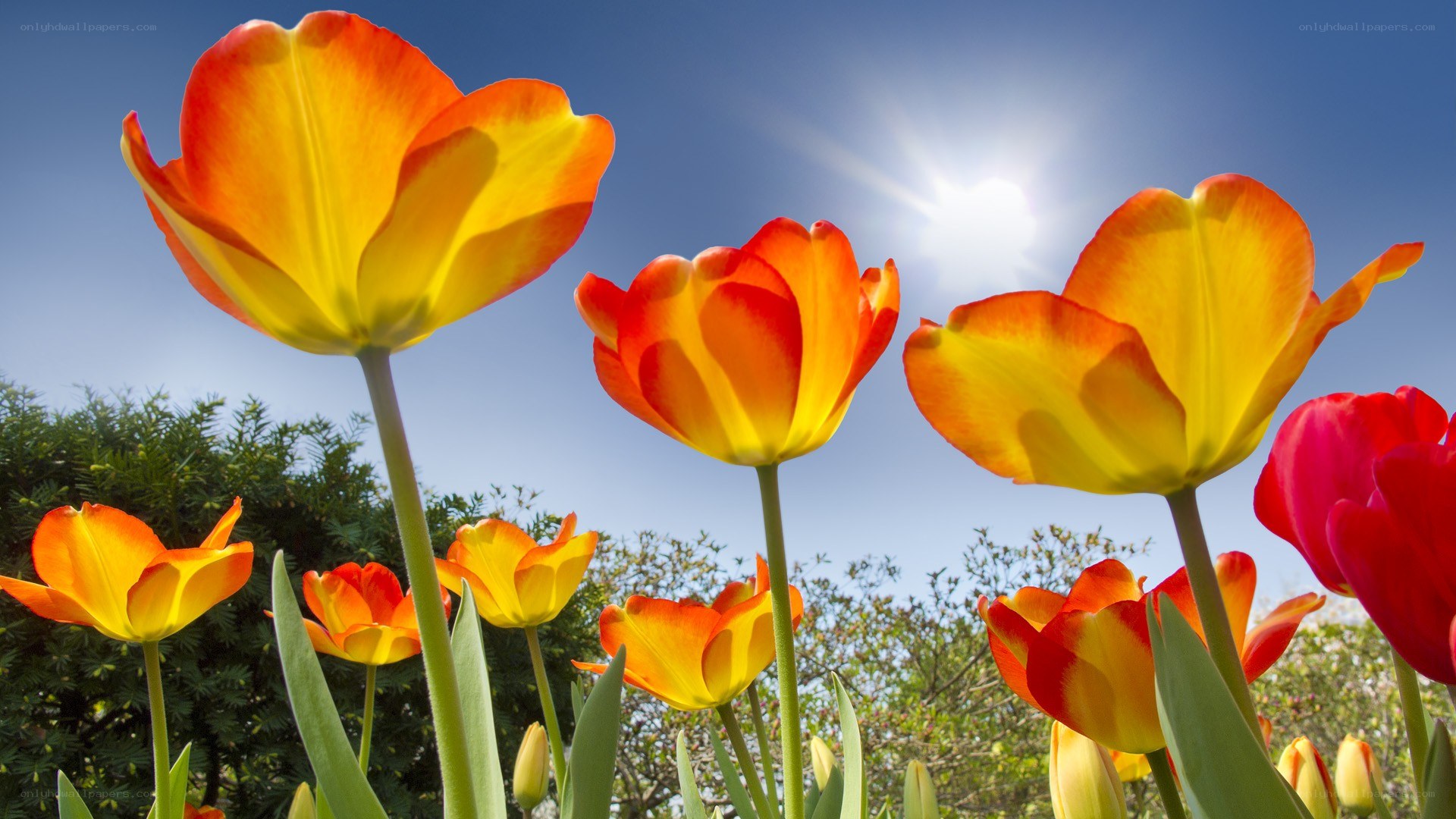 Tulips in the sunlight