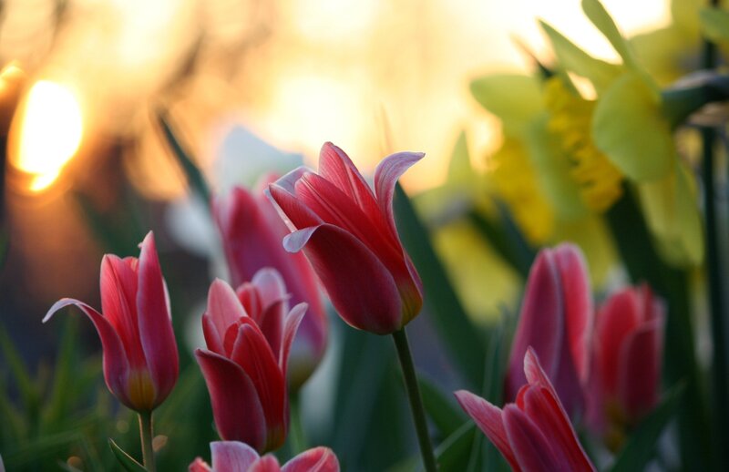 Tulips in the sunset