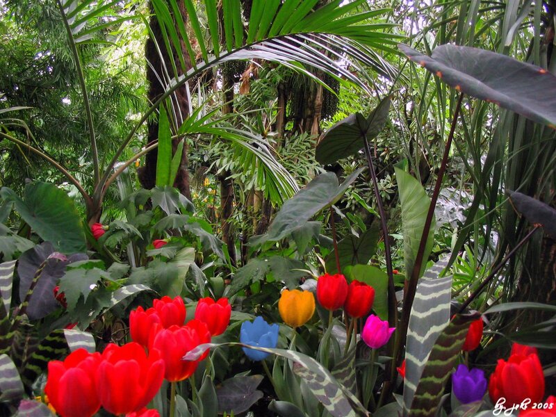 Tulips in Tropical Garden