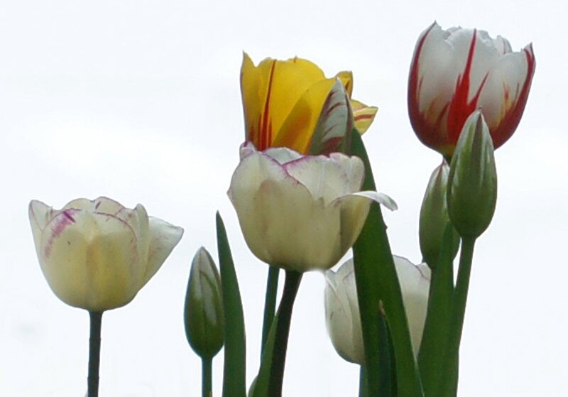 Tulips in Various Stages