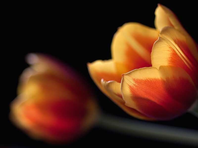 Tulips in warm light