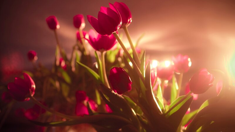tulips in warm sunlight
