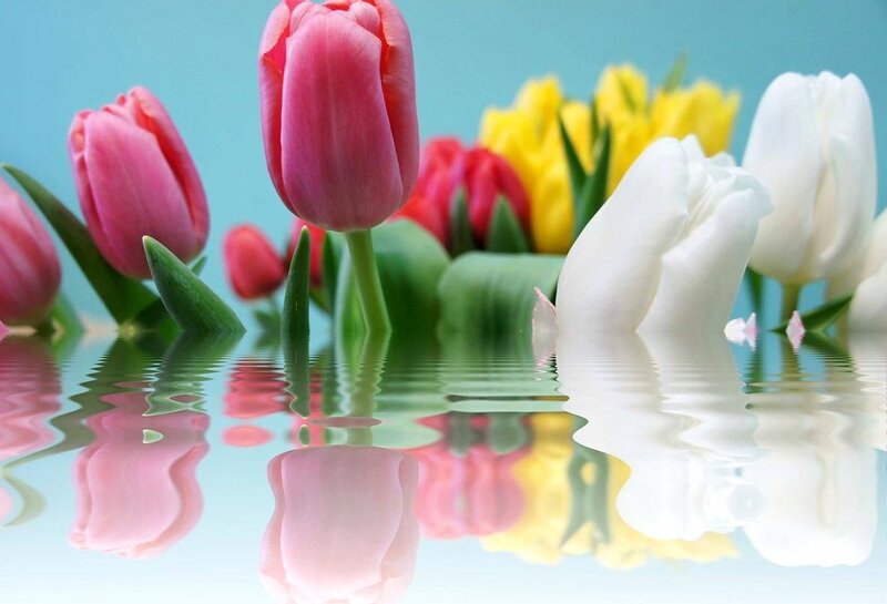 Tulips in Water — Pink