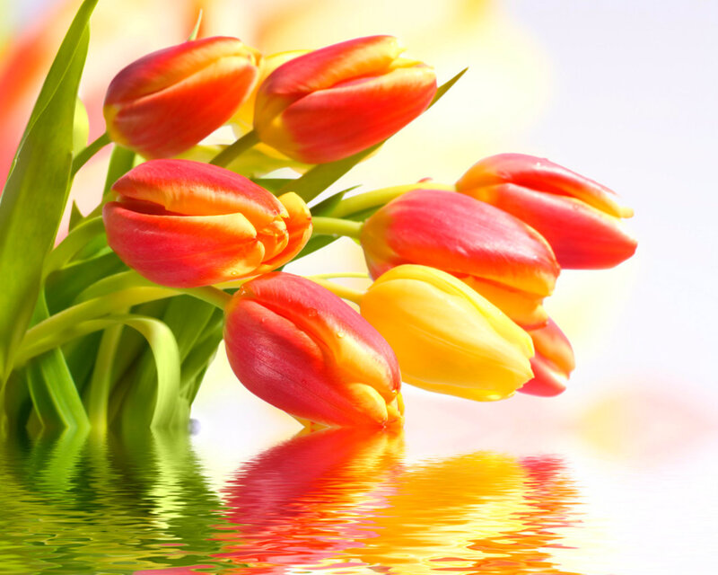 Tulips in Water — Red