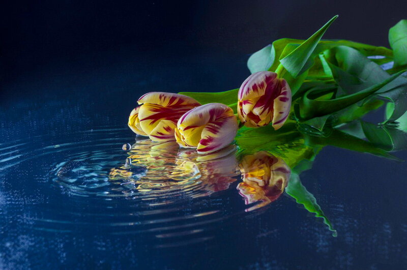 Tulips in Water